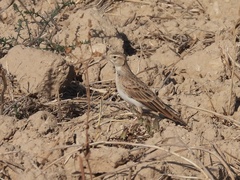 Calandrella brachydactyla