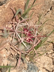 Ferocactus