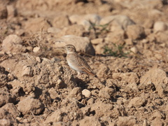 Calandrella brachydactyla