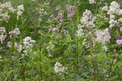 Thalictrum dasycarpum