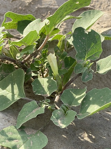 sand thorn-apple (Datura arenicola)