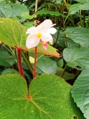 Begonia areolata