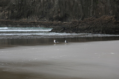 Larus dominicanus dominicanus