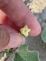 Datura arenicola