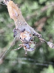 Metepeira labyrinthea