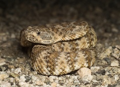 Crotalus pyrrhus