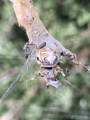 Metepeira labyrinthea