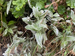 Tradescantia zebrina