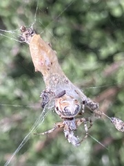 Metepeira labyrinthea