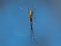 Tetragnatha elongata