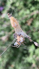 Metepeira labyrinthea