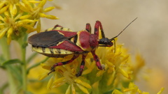 Apiomerus flaviventris