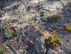 Potentilla rupincola