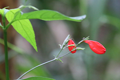 Ruellia brevifolia