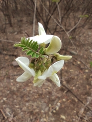 Coursetia brachyrhachis