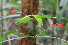Ruellia brevifolia