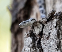 Pantherophis alleghaniensis