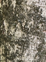 Cryptococcus fagisuga