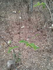 Coursetia brachyrhachis