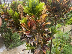 Codiaeum variegatum