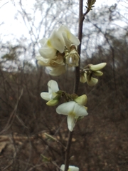 Coursetia brachyrhachis