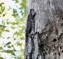 Pantherophis alleghaniensis