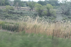 Phragmites australis
