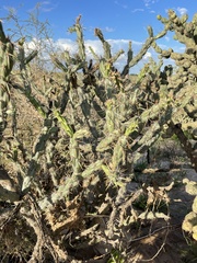 Cylindropuntia calmalliana
