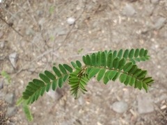Coursetia brachyrhachis
