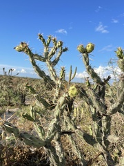 Cylindropuntia calmalliana
