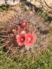 Ferocactus peninsulae