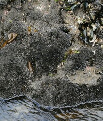 Xenostrobus neozelanicus