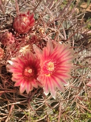 Ferocactus peninsulae