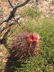 Ferocactus peninsulae