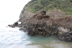 Xenostrobus neozelanicus