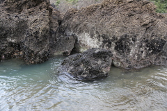 Xenostrobus neozelanicus