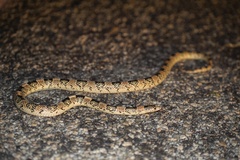 Rhinocheilus lecontei