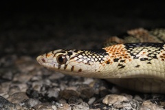 Rhinocheilus lecontei