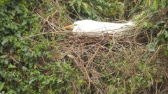 Ardea alba