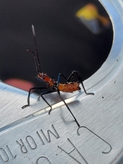 Zelus longipes