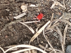 Acariformes