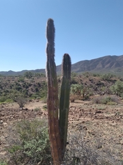 Lophocereus schottii
