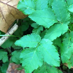 Aegopodium podagraria