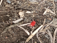 Acariformes