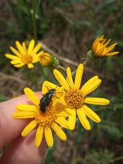 Astylus quadrilineatus