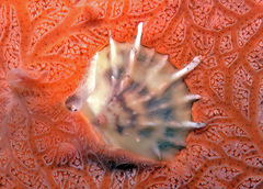 Spondylus
