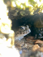 Fejervarya kawamurai