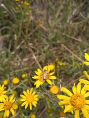 Chauliognathus scriptus