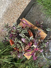 Strobilanthes auriculata