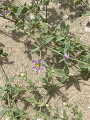 Fagonia laevis